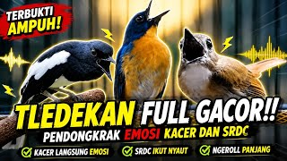 Download lagu TLEDEKAN GUNUNG GACOR NGEROLL SANGAT AMPUH PANCING EMOSI KACER DAN SRDC mp3