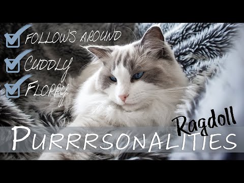 Owning a RAGDOLL cat | personality traits - breed explained | Ragdolls Pixie and Bluebell