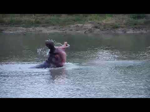Djuma: What does a lone Hippo do all day-check this one out - 17:25 - 04/16/20