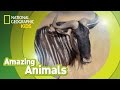 Wildebeest Amazing Animals