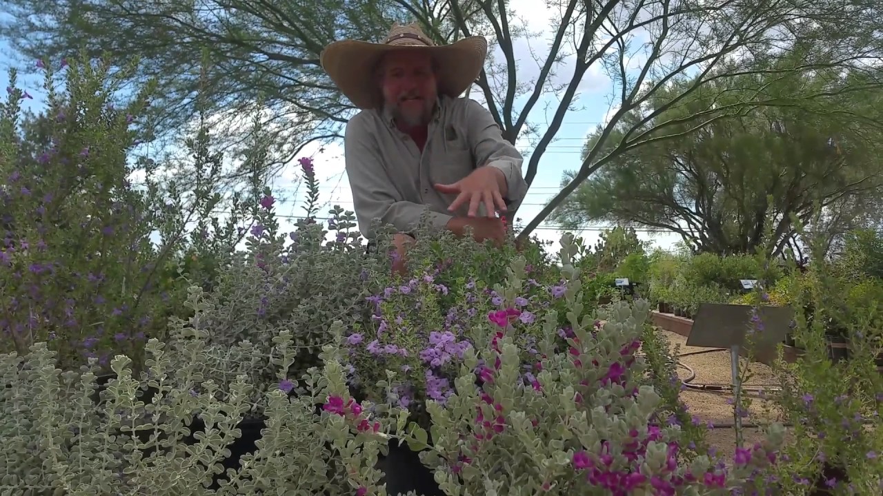 Civano Nursery - Texas Rangers