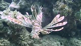 preview picture of video '31 Aug: Lionfish while snorkeling off beach in Northern Okinawa, Japan'