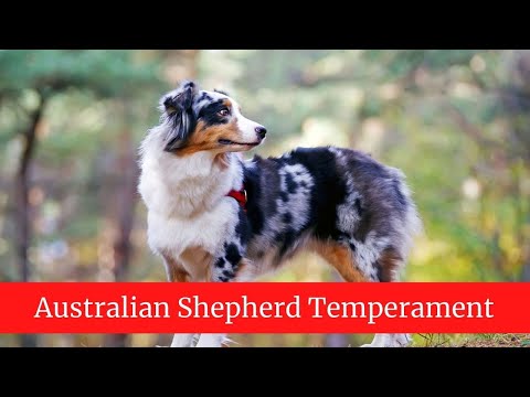 How to Take Care of Australian Shepherds || Australian Shepherd Food and Diet
