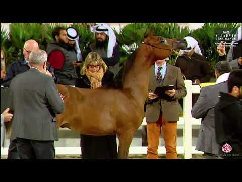 N.93 QAIS AL FAYYAD - 10th Kuwait International Championship 2023 - Yearling Colts (Class 2B)