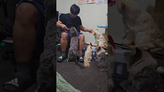 ready 1 2 3 go 🌈👨🤣🐾🐈#funny #viralvideo #viralshorts #trending #shorts #cute #cat #cats #animals