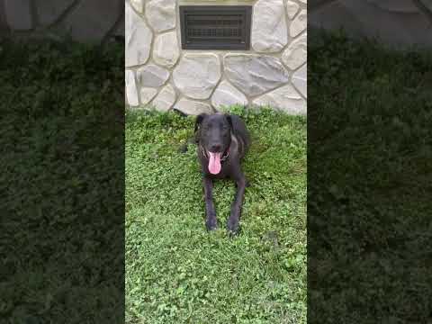 RipLee, an adoptable Dutch Shepherd & Black Labrador Retriever Mix in Knoxville, TN_image-1