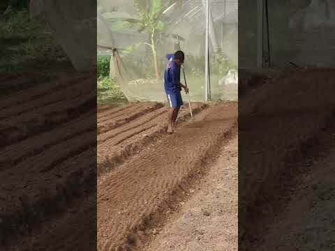 , title : 'Preparing the soil for growing cabbage #shorts #Kosavattey Subaysubay #preparing the soil'