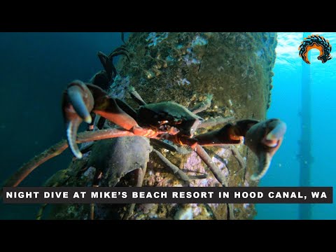 NIGHT DIVE AT MIKE'S BEACH RESORT IN HOOD CANAL, WA