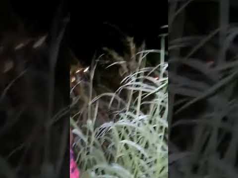 acidente na BR-316 próximo à cidade de Bacabal com um ônibus do olho d'Água das Cunhãs