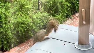 Squirrel having breakfast