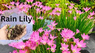 How to grow and care rain lily plant | grow rain lilies bulbs at home