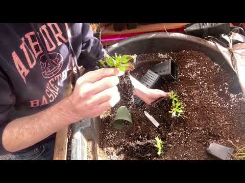 Venus Flytrap Dormancy