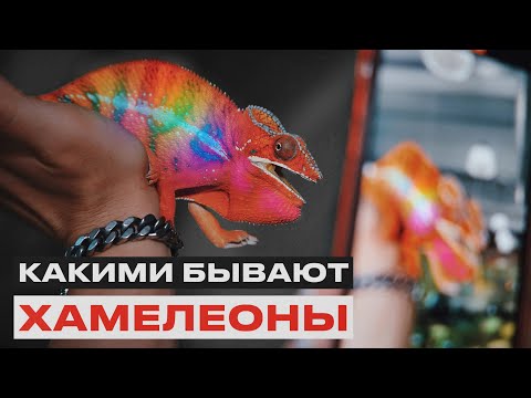 РАСПАКОВКА ЖИВОТНЫХ С МАДАГАСКАРА | Самые редкие хамелеоны и фельзумы