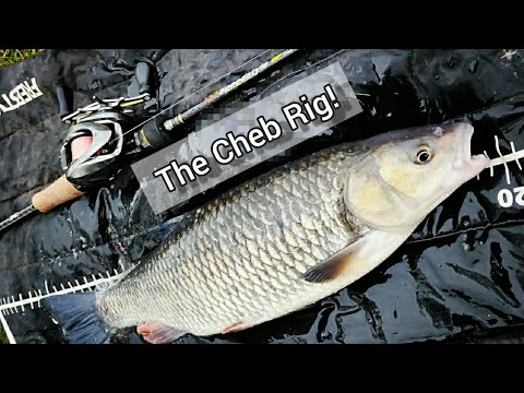 The Cheb Rig - BFS fishing for Big Chub and Perch