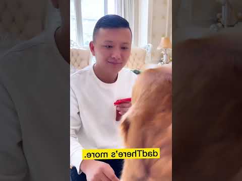 #funnydog#unitedkingdom#viral#CutestAnimals#dogbond#animalshorts