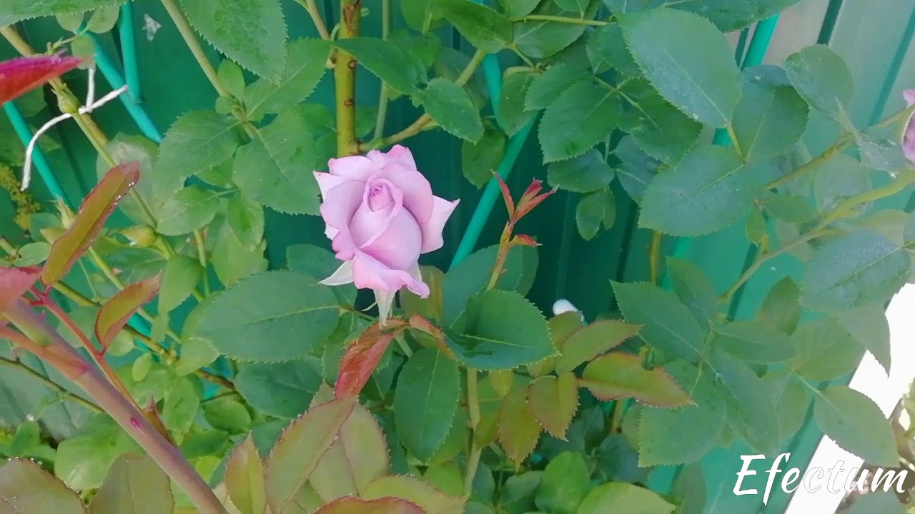 Роза плетистая Индиголетта.