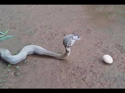 Documentary Cobra HD - King Cobra Mafia National Geographic