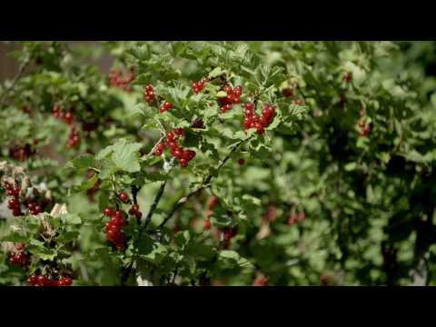 ribisel original ORIGINAL