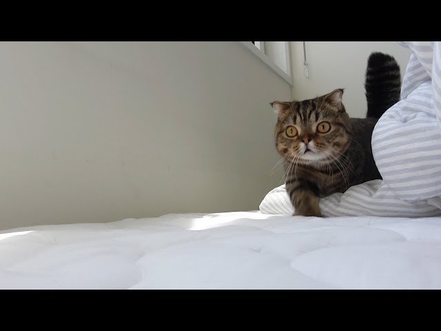 Video Aussprache von Miaw in Spanisch