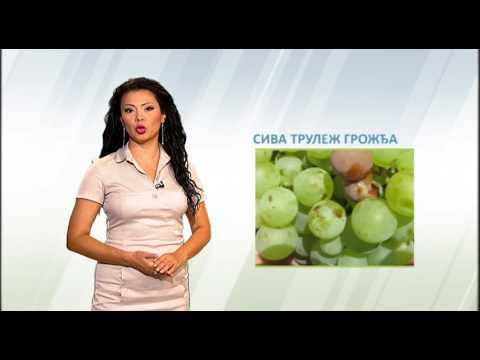 Zelena prognoza, 10.8.2016 - O stanju u zasadima vinove loze