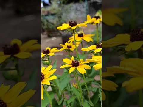 Manav karam flower |short|