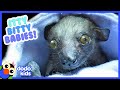 The Tiniest Most Adorable Baby Animals Ever 30 Minutes Of Animal Videos Dodo Kids