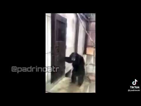 Kong al ver a Godzilla (meme)