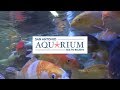 San Antonio Aquarium Sea To Believe