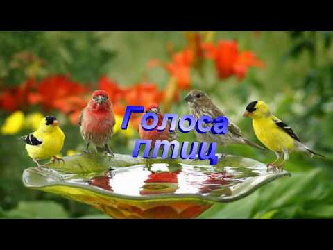 ПТИЦЫ - развивающие мультики для малышей. Учим животных вместе! На русском.Голоса птиц