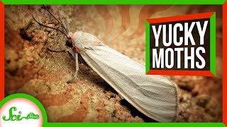 Why These Moths Don't Run Away from Bats