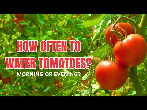 How Often To Water Tomato Plants?