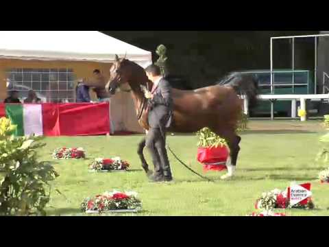 Arezzo 2015 - Class 6