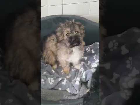 Paula2 & Bonny 05.11.2021 - New Home for Strays e. V.