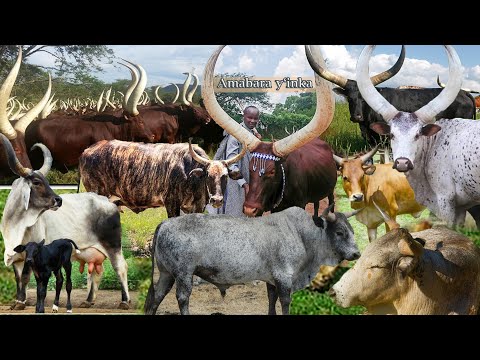 Amabara y'inka n'ibara-muziro mu Basinga!!