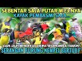 100 Ampuh SUARA PIKAT SEMUA BURUNG KECIL PALING DICARI KAYAK PEMBASMI