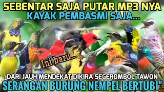Download lagu 100% Ampuh! SUARA PIKAT SEMUA BURUNG KECIL PALING DICARI - KAYAK PEMBASMI mp3