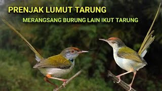 Download lagu PRENJAK LUMUT TARUNG. SUARA PRENJAK LUMUT TARUNG mp3