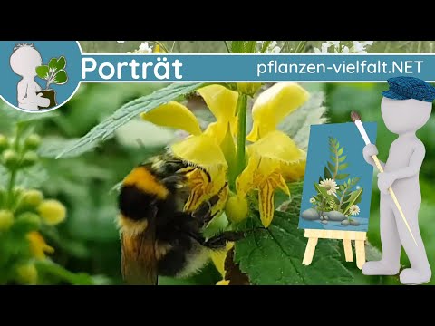 🖼️ Porträt 045 - Goldnessel/Gelbe Taubnessel (Lamium galeobdolon) - Wildpflanzen-Steckbrief (Essbar)