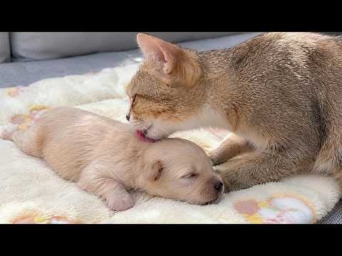 YouTube 썸네일