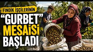  Fındık İşçilerinin Gurbet Mesaisi Başladı