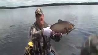 Large Brook Trout released at Igloo Lake by Newfoundland Sportsman