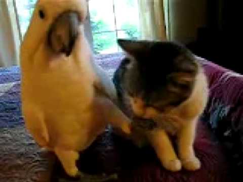 Hasina and Khaleda vs Parrot and Cat