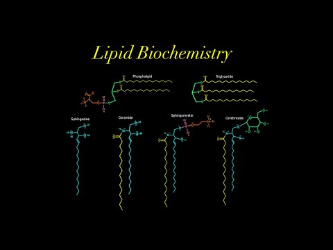 Lipid Biochemistry (EVERYTHING YOU NEED TO KNOW MCAT) glycerol, phospholipid, sphingosine, ceramide
