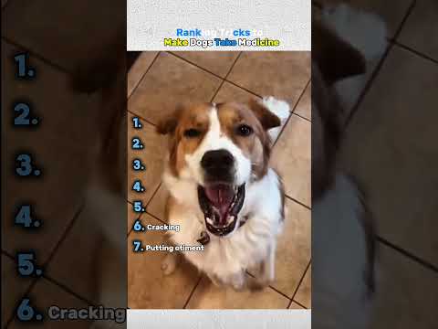 Ranking Tricks to Make Dogs Take Medicine #shorts #pets #dog #animals