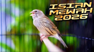 Download lagu MATERI CENGKOK ISIAN 2026 ! MASTERAN KENARI ISIAN BLACKTHROAT GACOR SUARA JERNIH PALING DICARI mp3 Download lagu MATERI CENGKOK ISIAN 2026 ! MASTERAN KENARI ISIAN BLACKTHROAT GACOR SUARA JERNIH PALING DICARI mp3