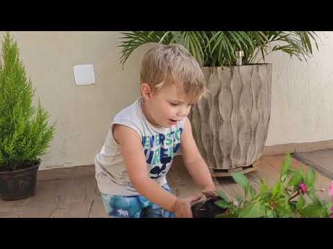 Gugu TV Aprendendo a plantar flores |  |  Gugu TV Learning to plant flowers