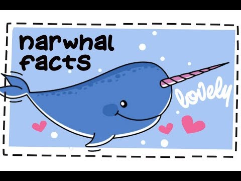20 Fun Facts About Narwhals 🐋