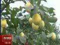 Foreigner Buyer Visit Lemon Factory