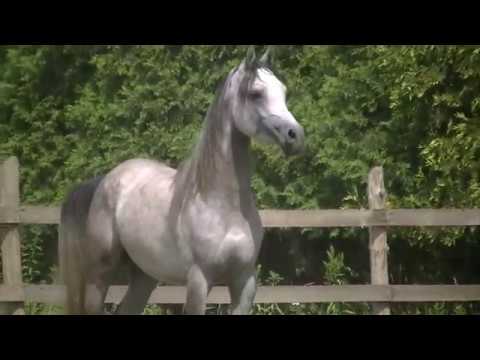 DEMERALD by Emerald J