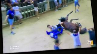 Palio di Siena vince il Nicchio ma dopo il traguardo il violento incidente del fantino: il video ...